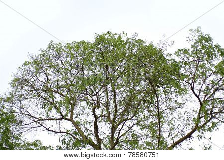 Tree Isolate On White Sky