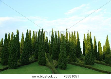Small Pine Tree With Garden Landscpae Design