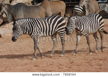 Grant's Zebra