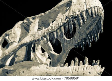Dinosaur Skull