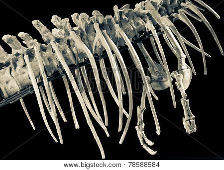 Dinosaurs Skeleton