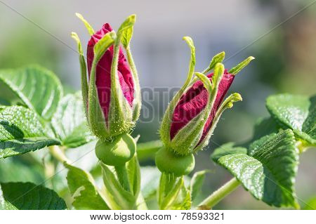 Two buds of future wild rose