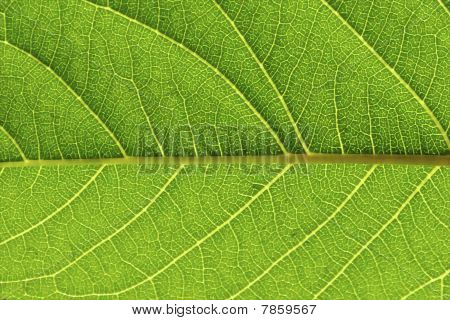 Folha verde