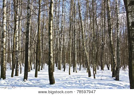 Birch Forest In Winter