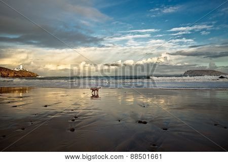 Pup On Fanad Beach, Fanad, Co. Donegal,m Ireland