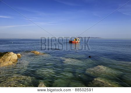 Seals Beside Rocks