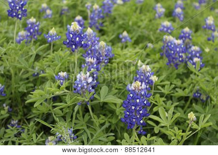 Bluebonnet