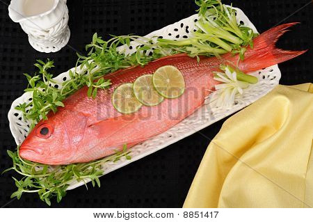 Red Snapper