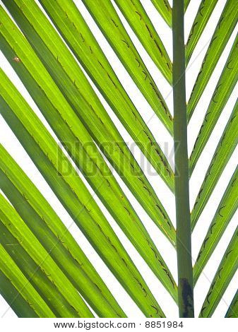 Nipa Palm Laub