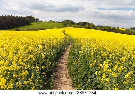 Field Of Rapeseed (brassica Napus) With Rural Road