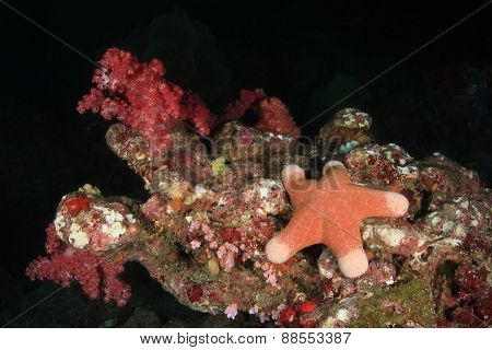 Starfish Under Water On Bottom Of Andaman Sea, Thailand