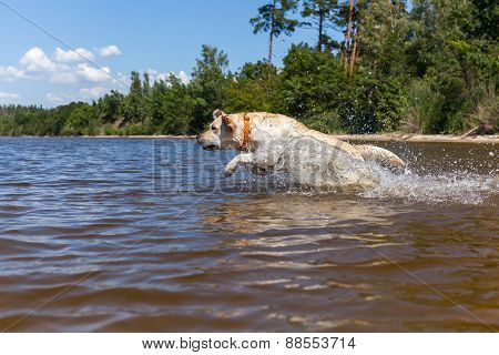 Labrador bathing in the river