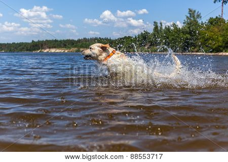 Labrador bathing in the river
