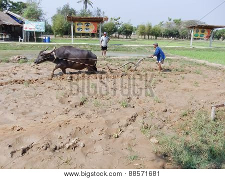 Teacher Was Teaching Buffalo