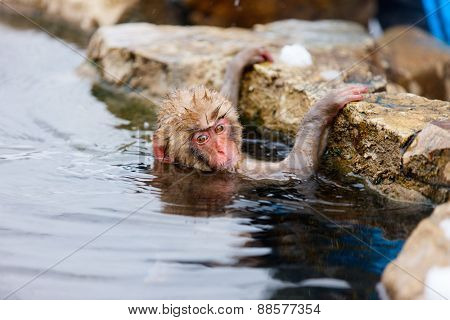 Baby snow monkey Japanese Macaque playing with snow at onsen hot springs of Nagano, Japan