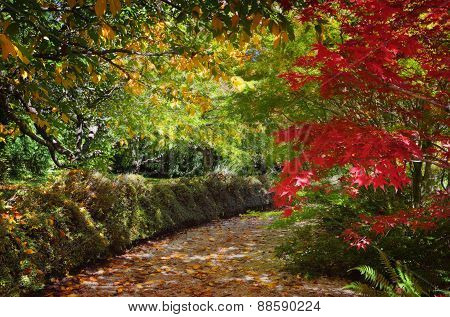 Path In Autumn Filled With Dappled Light And Colour