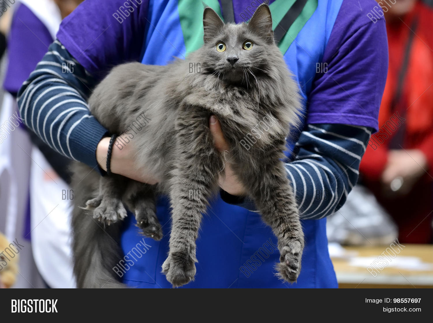 Nebelung Cat Being Image Photo Free Trial Bigstock Nebelung Cat Being Image Photo Free Trial Bigstock