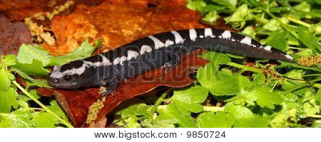Salamandr mramorovaný (ambystoma Opacum)