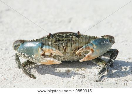 crab on beach ,Tachai island