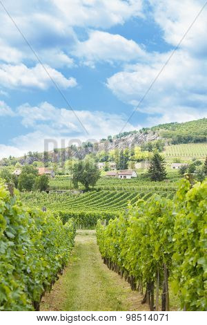 Traditional Grape Fields