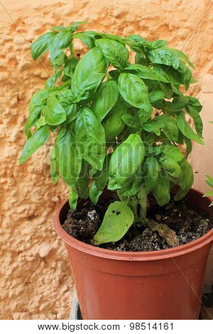 Basil
