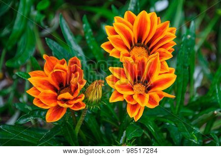 Beautiful orange and red flowers in macro