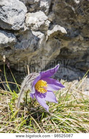 Blooming Flower In The Wild
