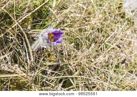 Pulsatilla Slavica G. Reuss (anemone Slavica G.reuss)