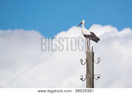 Big White Stork Against The Sky With Clouds