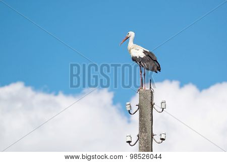 Big White Stork Against The Sky With Clouds