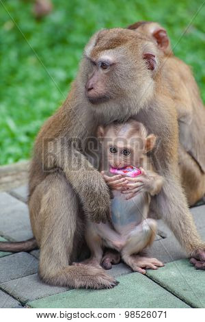 Monkey Baby Monkey Mother