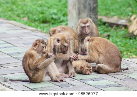 Monkeys