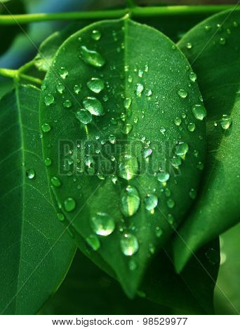water on the leaf