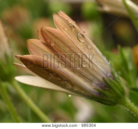 Fleur après la pluie