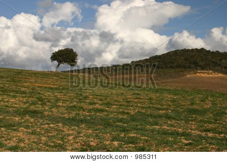 Arbre dans le domaine