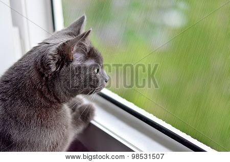 Dark-grey cat is looking at the rain through the window
