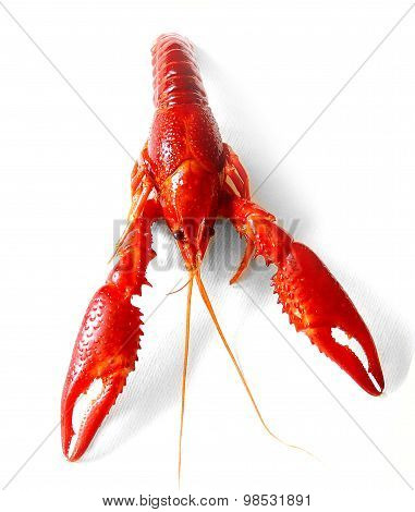 Crayfish Red Boiled European Austropotamobius Pallipes