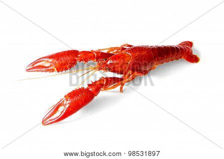 Crayfish Red Boiled European Austropotamobius Pallipes