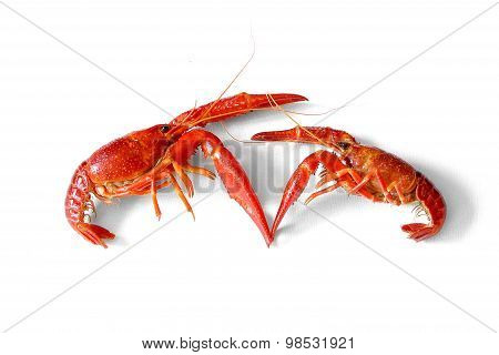 Fighting Two Crayfish Red European