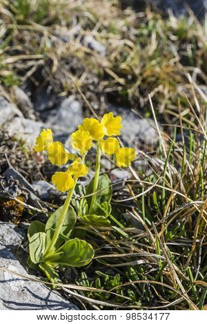 Plant With Yellow Flowers