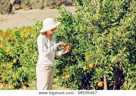Caucasian girl harvesting mandarins and oranges in organic farm