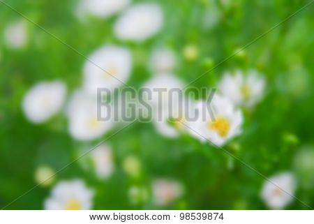Blurred Small White Flowers On Green Bokeh Background