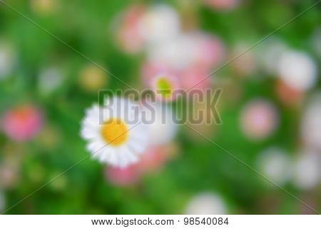 Blurred Small White Flowers On Green Bokeh Background