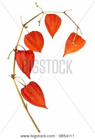 Physalis Alkekengi.