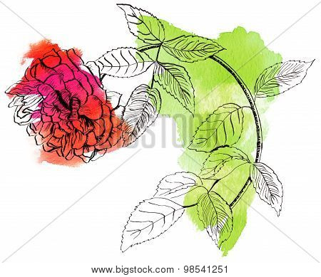 An ink and watercolor line drawing of a rose on white background