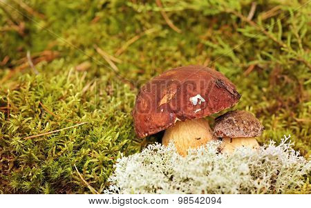 Mushrooms Bolete, fungus in the wild , Boletus pinophilus.