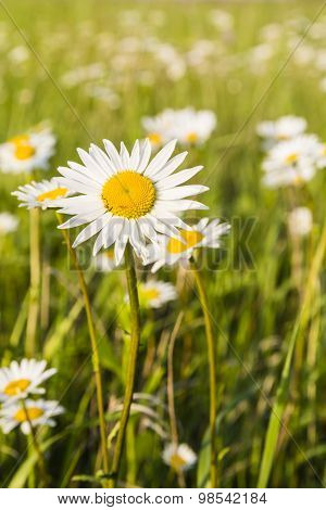 Leucanthemum Vulgare Lam. (ox-eye Daisy, Oxeye Daisy)