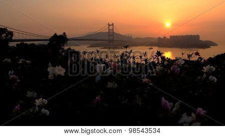 Hong Kong bridge, building behind flowers
