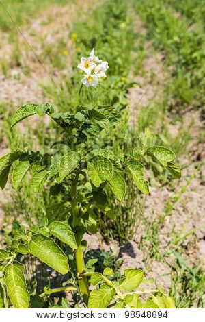 Blooming Flowers Of Potato