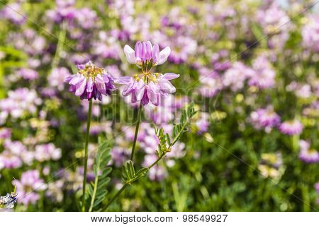 Securigera Varia (coronilla Varia, Crown Vetch, Purple Crown Vetch)